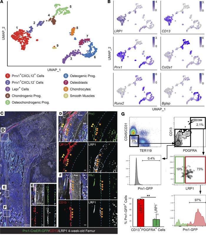 Mouse Prx1+ P-SSCs selectively express LRP1.
(A) UMAP visualization of 9...