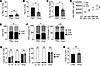 Anakinra blocks the heightened GC response in mice lacking Tfr IL-1R2.