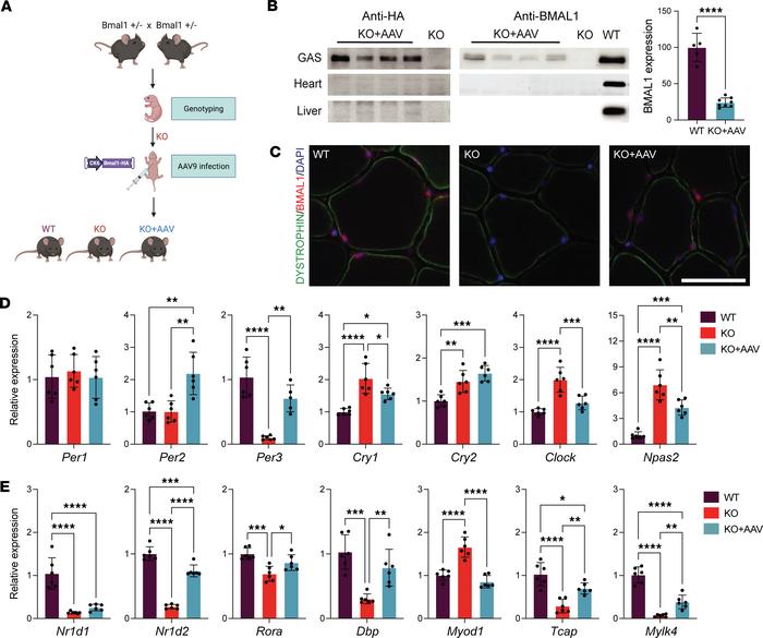 AAV-mediated Bmal1 expression engages the muscle clock.
(A) Schematic of...
