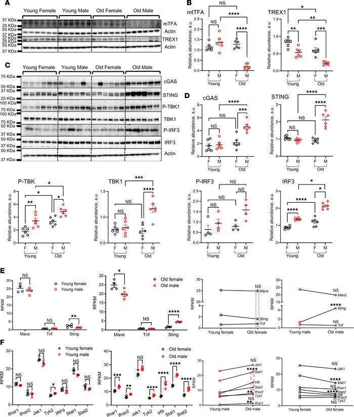Expression analysis for TREX1, mtTFA, and cGAS/STING pathway molecules i...