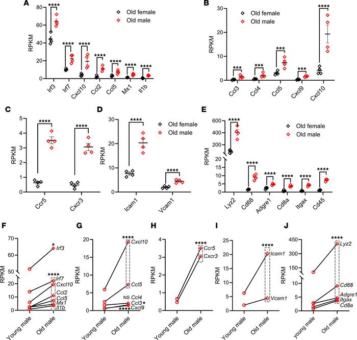 Differential inflammatory profile in T2DN rats of different sex and age ...