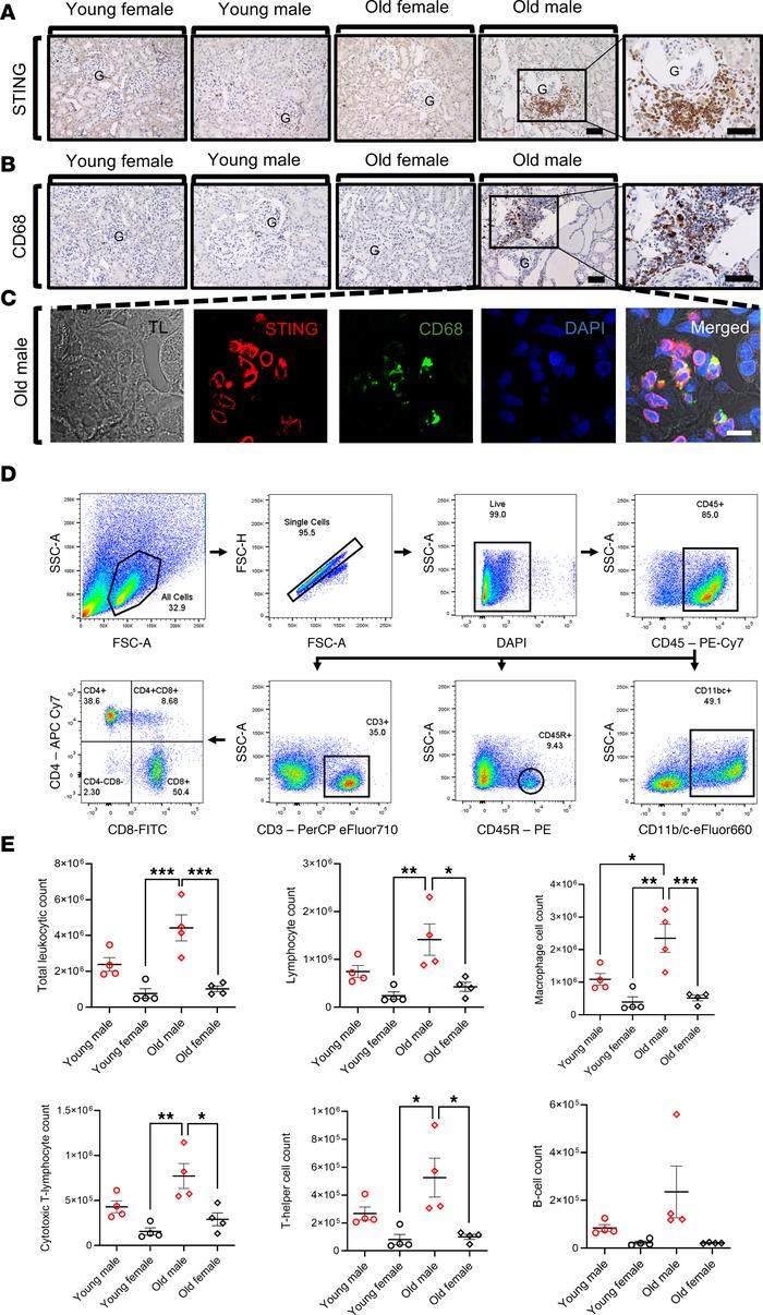 Flow cytometric analysis of the leukocytic renal infiltration in differe...