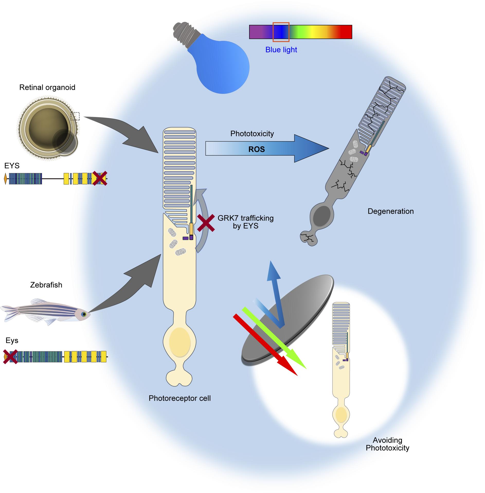 Phototoxicity Avoidance Is a Potential Therapeutic Approach for Retinal