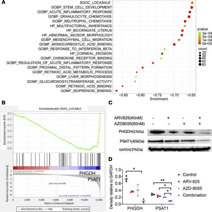 BETp + mTORi affects SGOC metabolism through PSAT1 and PHGDH.
(A) GSEA o...