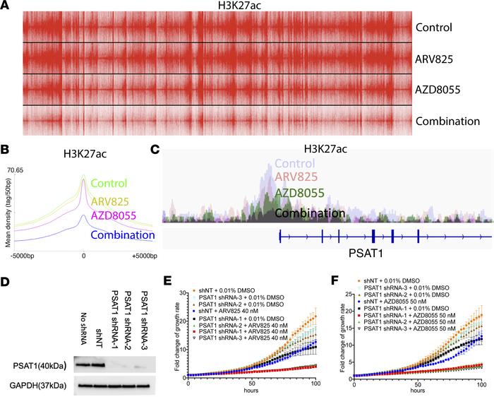 BETp + mTORi reduces global H3K27 acetylation, and PSAT1 knockdown syner...