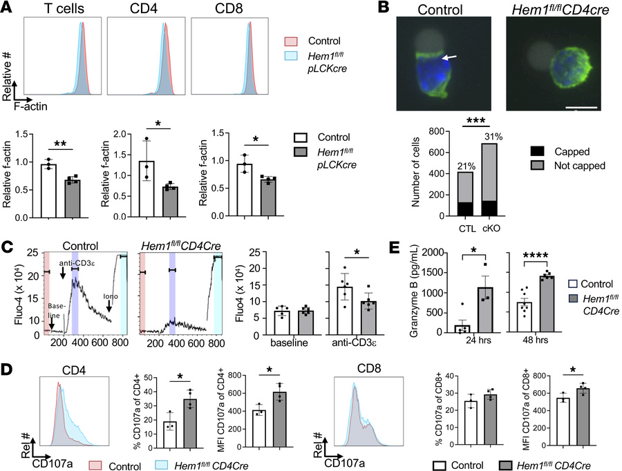 Disruption of Hem1 results in defective F-actin polymerization, actin ca...