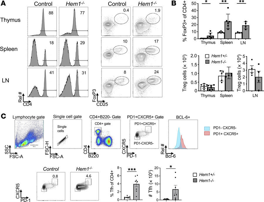 Constitutive disruption of Hem1 results in increased proportion of Tregs...