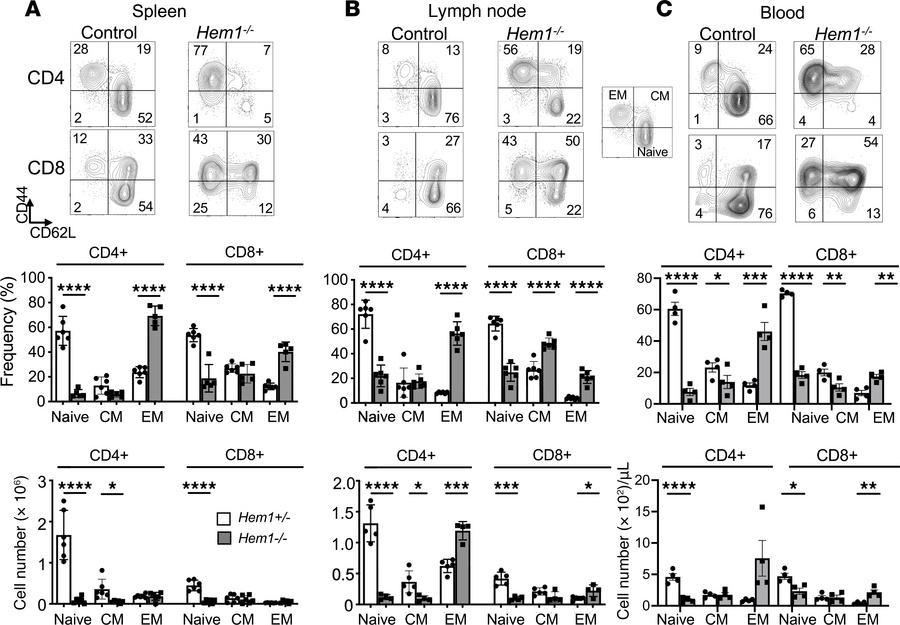 Constitutive disruption of Hem1 results in decreased naive T cells with ...