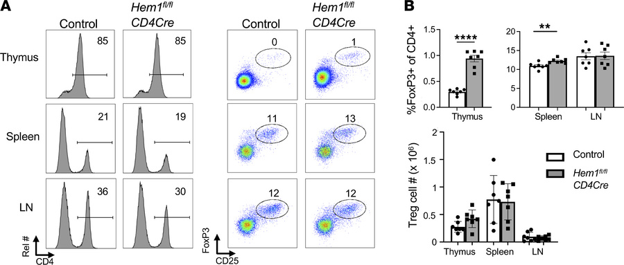 Mice with T cell–specific conditional deletion of Hem1 have increased pr...