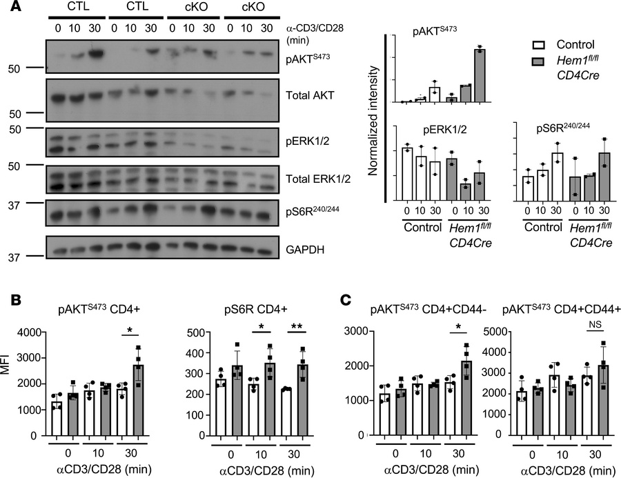 T cell–specific deletion of Hem1 results in increased mTORC signaling in...