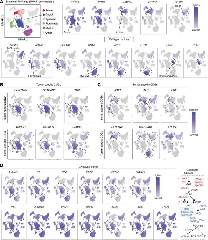 scRNA-seq data showing the expression of the consistent genes in tumor a...