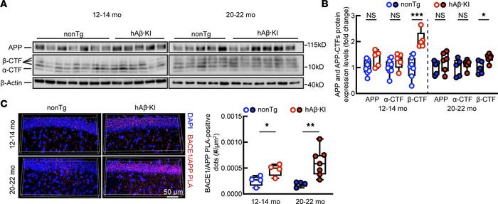 APP processing in nonTg and hAβ-KI mice at ages 12–14 months and 20–22 m...