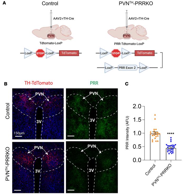 Validation of (pro)renin receptor (PRR) knockdown efficiency in PVNTH ne...