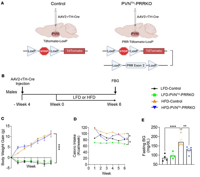 Deletion of (pro)renin receptor (PRR) in PVNTH neurons lowers fasting bl...