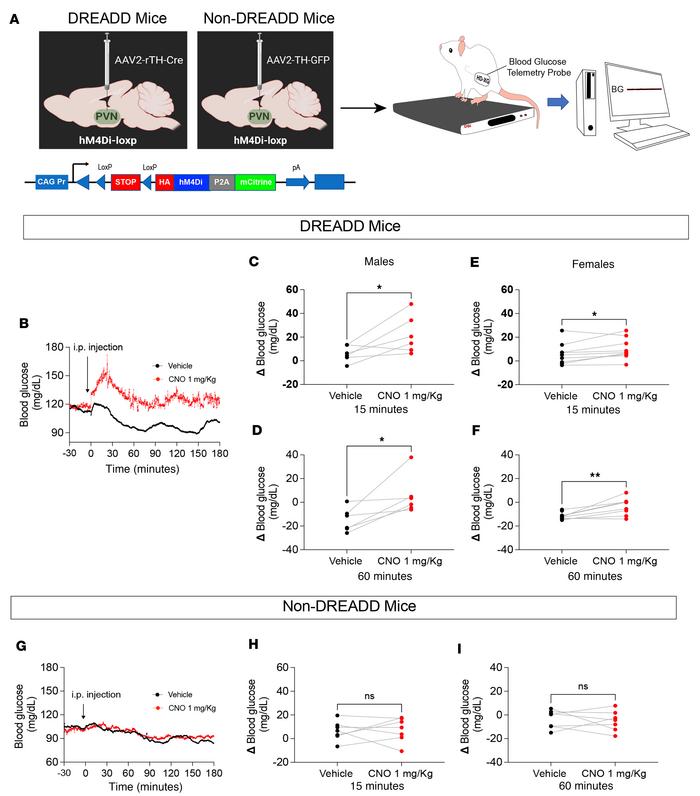 Chemogenetic inhibition of PVNTH neurons increases blood glucose in both...