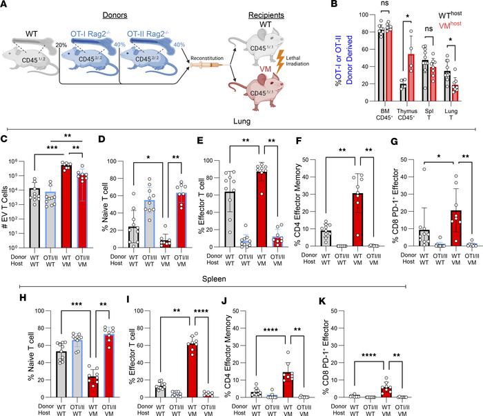 T lymphocyte recruitment and activation in VM ILD requires a diverse rep...