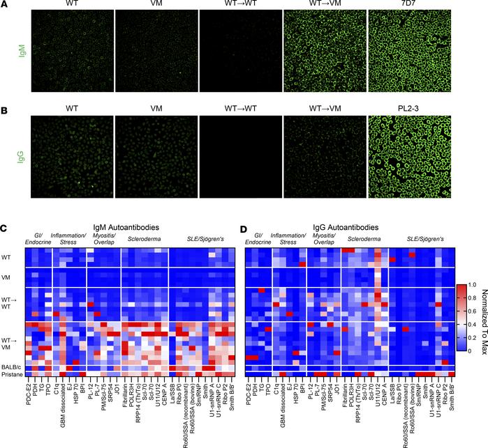 WT→VM mice produce IgM autoantibodies.
(A and B) Immunofluorescence stai...