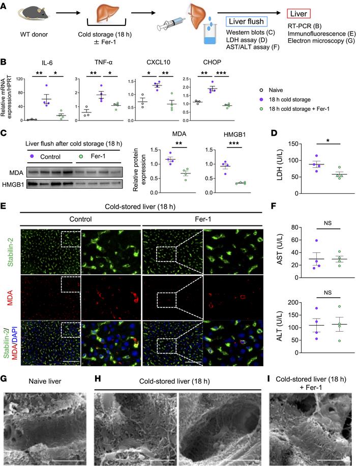 Inhibition of ferroptosis in LSECs reduces the inflammatory signature an...