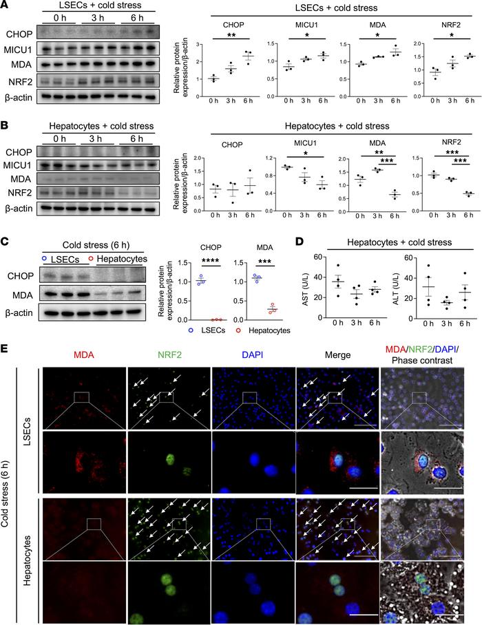 Cold stress enhances ER stress, MICU1, MDA, and NRF2 expression in LSEC ...