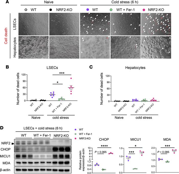 NRF2 deficiency exacerbates cold stress–induced ferroptotic cell death a...