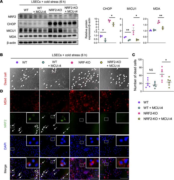 MICU1 inhibition reduces cold stress–induced ferroptotic cell death and ...