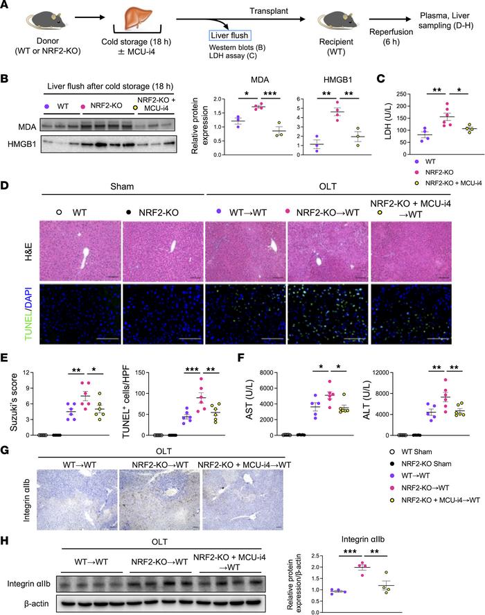 Adjunct MICU1 inhibition during cold storage alleviates the hepatocellul...