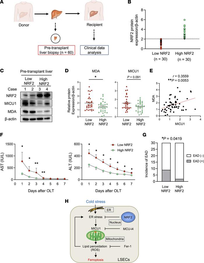 Liver NRF2 suppresses MDA expression and reduces the hepatocellular dama...