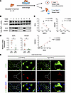 NRF2 signaling suppresses MDA and HMGB1 release into the liver flush in dis