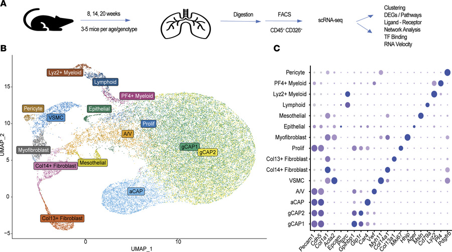 Identification and characterization of endothelial and mesenchymal cell ...