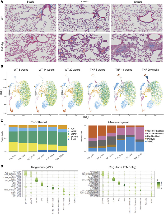 Changes in cellular composition of TNF-Tg lungs over time.
(A) Lung hist...