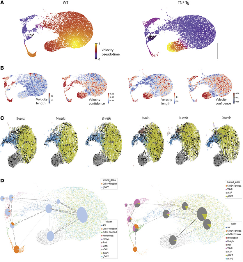 Velocity analysis demonstrates gCAP to aCAP transition in TNF-Tg mice.
(...