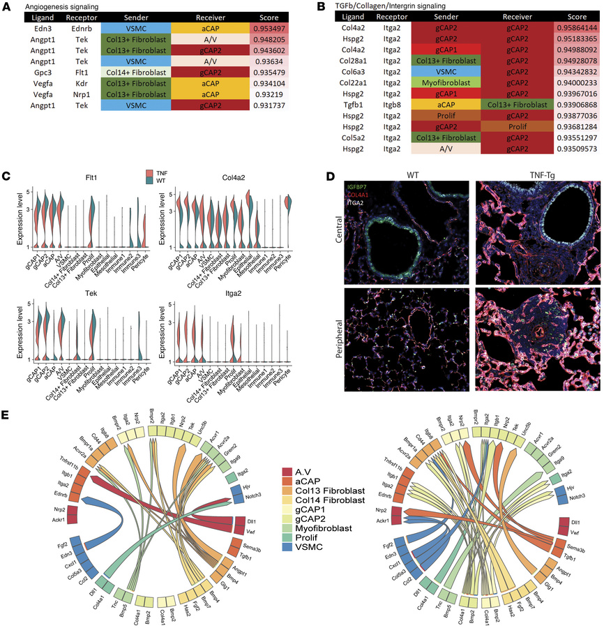 Decreased angiogenesis and increased integrin/basement membrane signalin...