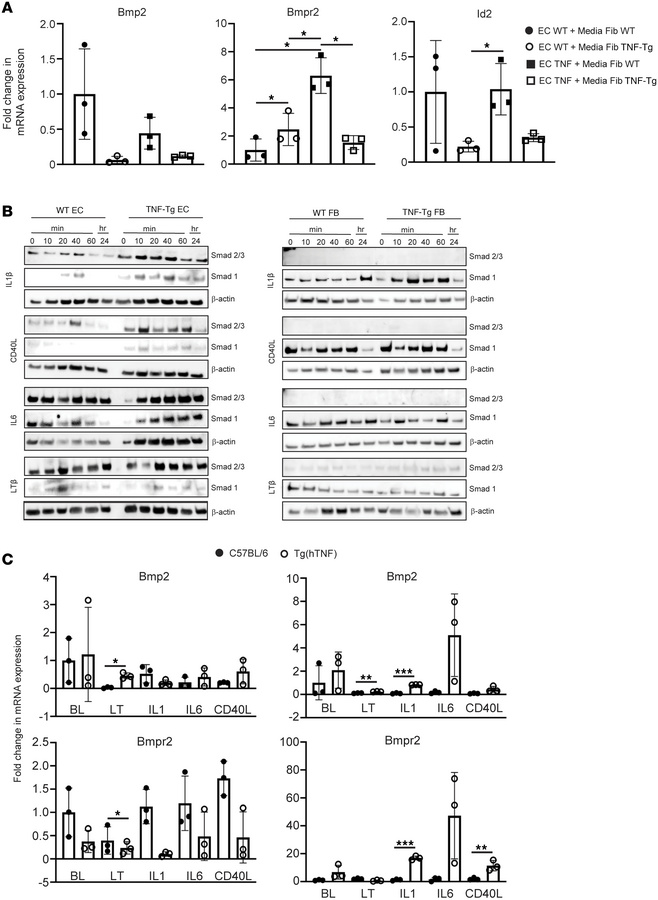 Cell-specific effects of NF-κB activators and conditioned media from TNF...