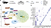 Identification and characterization of endothelial and mesenchymal cell typ