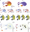 Velocity analysis demonstrates gCAP to aCAP transition in TNF-Tg mice.