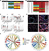 Decreased angiogenesis and increased integrin/basement membrane signaling i