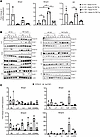 Cell-specific effects of NF-κB activators and conditioned media from TNF-ac