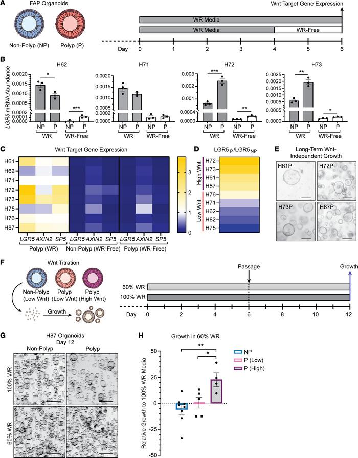 Enhanced Wnt signaling in a subset of FAP gastric polyp-derived organoid...