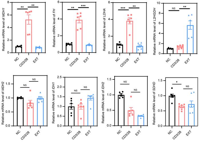 The expression of metabolic genes associated with the Krebs cycle in Tex...