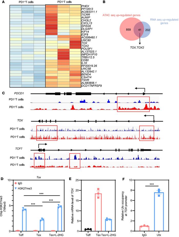 Epigenetic reprogramming of Tex cells.
(A) Gene expression heatmap of PD...
