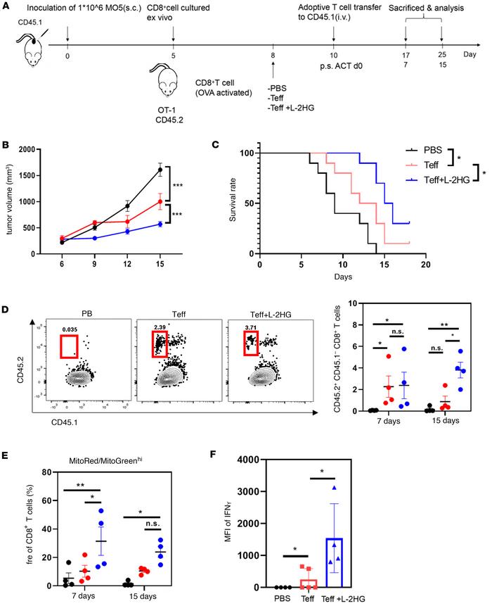 L-2-HG treatment promotes antitumor immunity of TILs.
(A) Schematic diag...