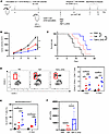 L-2-HG treatment promotes antitumor immunity of TILs.