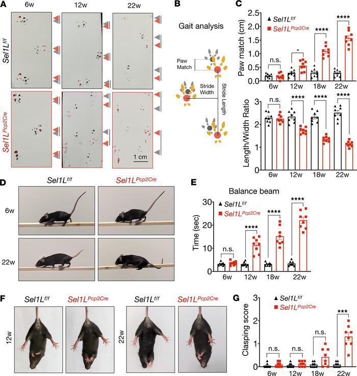 
Sel1LPcp2Cre-KO mice exhibit progressive cerebellar ataxia.
(A) Represe...