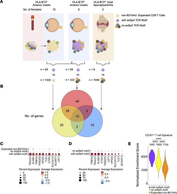
KLRB1 is expressed by CD8+ T cells with the HLA-B*27 axSpA motif.
(A) C...