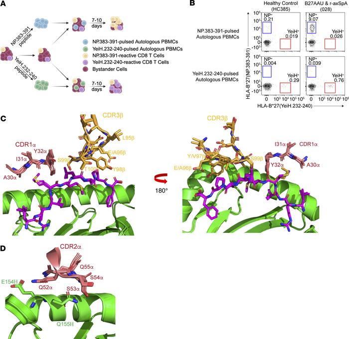 Peptide expansion and tetramer sorting identifies alternative TCR motifs...