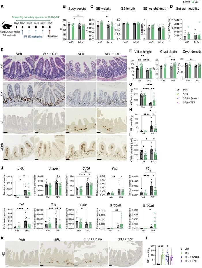 GIPR agonism protects against high-dose 5FU–induced gut damage and infla...