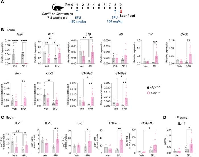 
Gipr–/– mice exhibit increased sensitivity to 5FU-induced gut inflammat...