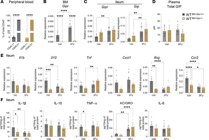 BM-specific Gipr deletion does not increase 5FU-induced gut inflammation...