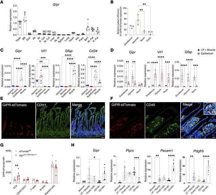 
Gipr is predominantly expressed in nonimmune cells within the lamina pr...