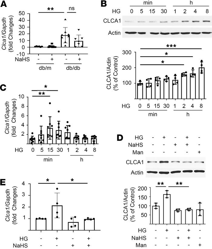 High glucose regulation of CLCA1.
(A) Quantitative reverse transcription...